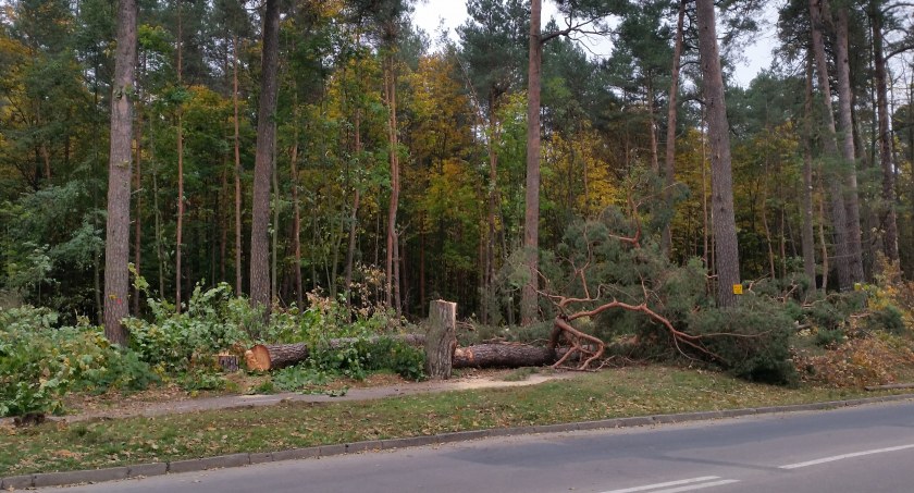 Zdjęcie z wycinki drzew przy ulicy Wiosennej w Białymstoku/ DDB