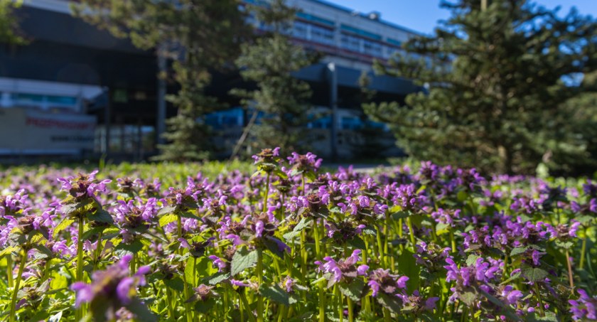 Zielony kampus PB / Foto: Dariusz Piekut, Politechnika Białostocka