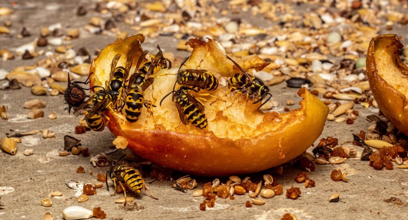 Zdjęcie os na owocu/ Pixabay.com