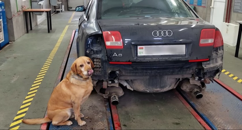 Zdjęcie labradora przy samochodzie z kontrabandą / Foto: KAS