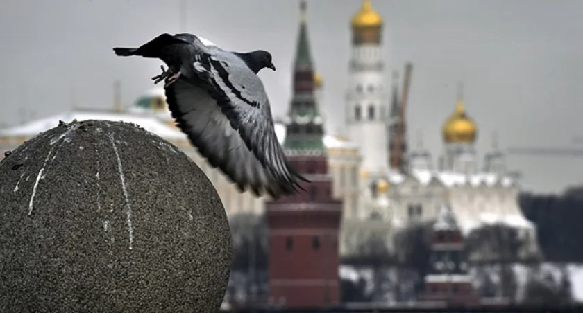 Zdjęcie ptaka i w tle budynek Kremla/ Twitter.com Ukrinform