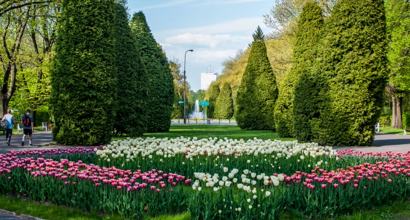 Zdjęcie tuj w Parku Planty w Białymstoku/ DDB