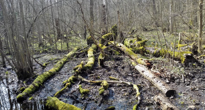 Zdjęcie terenów podmokłych w Puszczy Białowieskiej/ DDB