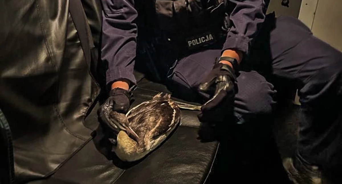 Policjant z rannym perkozem / Foto: KPP w Augustowie