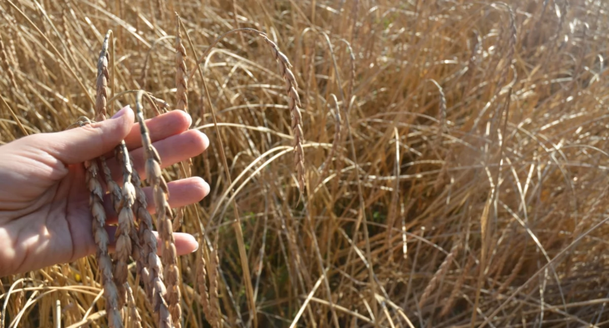 Pradawne zboża wracają na Podlasie. Dlaczego warto postawić na orkisz?