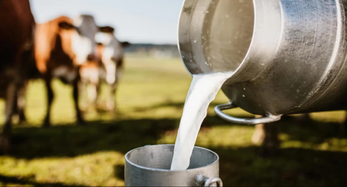 Czarne chmury nad Podlasiem: umowa z Mercosur już za chwilę. To zagrożenie dla podlaskich rolników! (WIDEO)