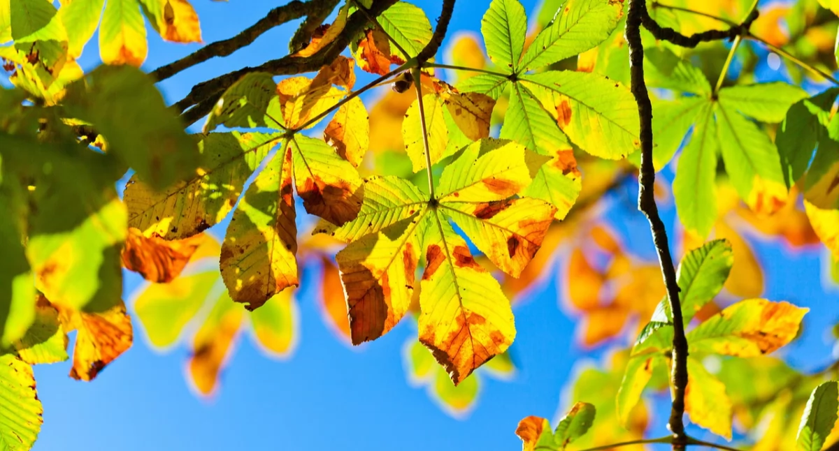 Zdjęcie ilustracyjne / Foto: pixabay.com