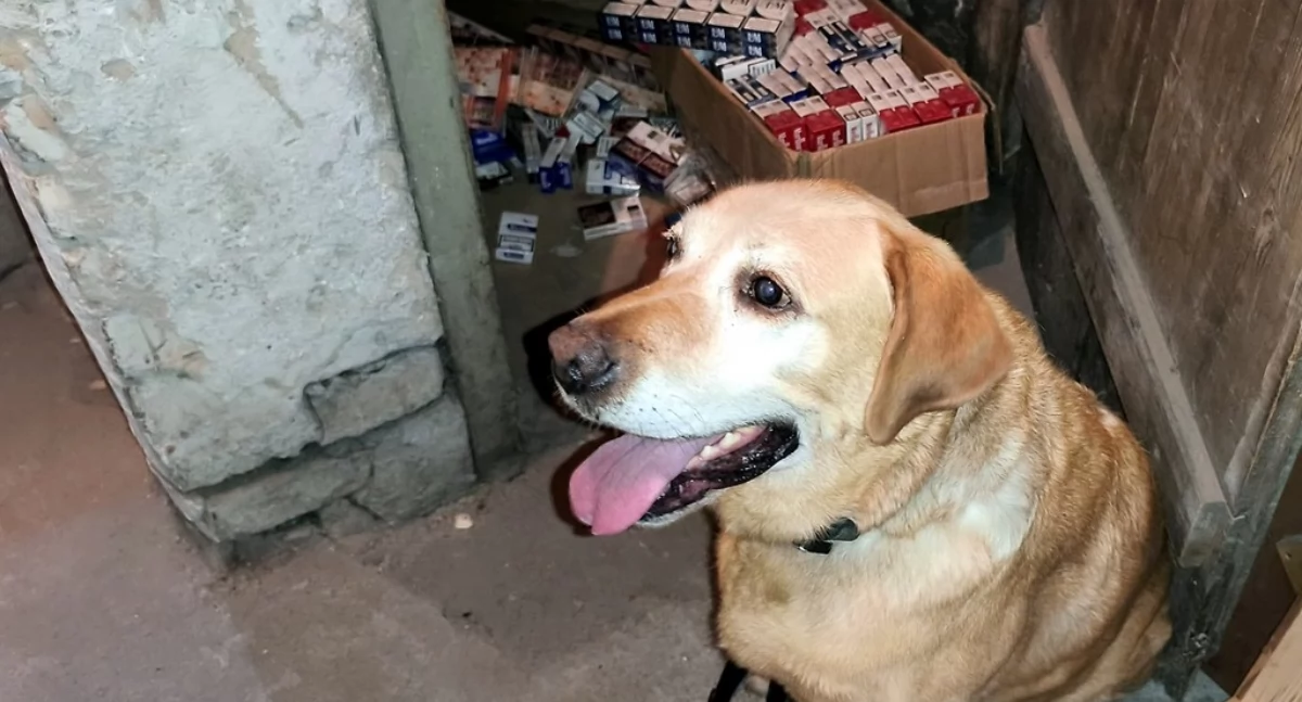Labrador Oli przy znalezionych papierosach / Fot. KAS