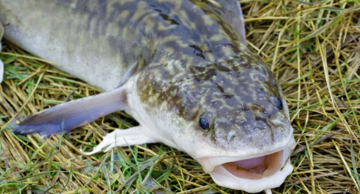 Miętus – skarb z podlaskich jezior: ryba, której nie znasz, ale musisz spróbować!