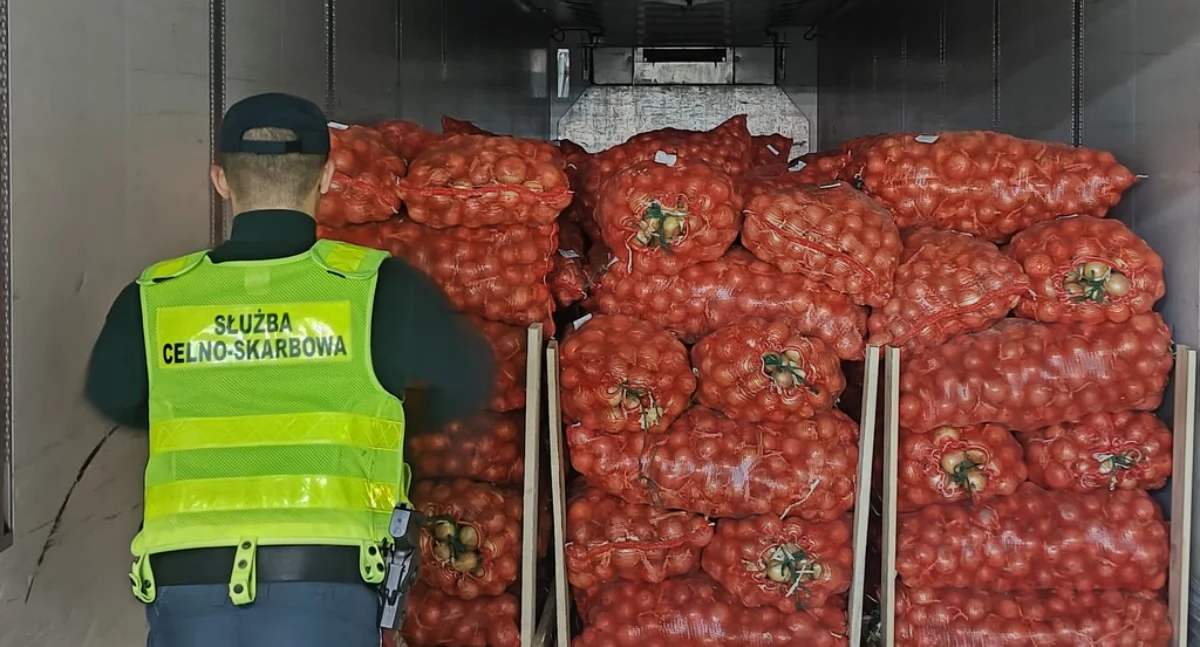 Olbrzymia kontrabanda w ciężarówce z cebulą