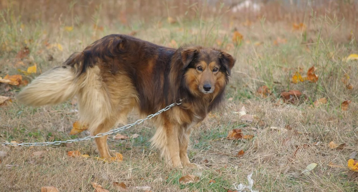 Sejm uchwalił pieską uchwałę: Koniec z łańcuchami dla czworonogów