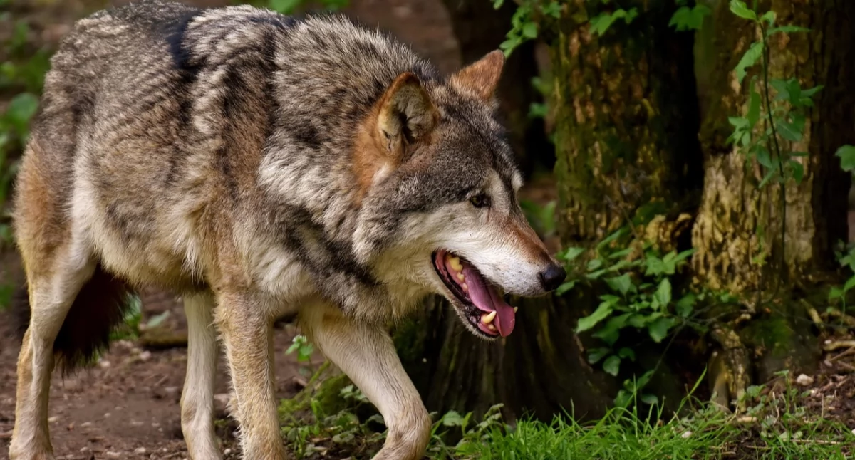 Wilki na Podlasiu: ataki na zwierzęta gospodarskie i psy. Samorządy apelują o odstrzał