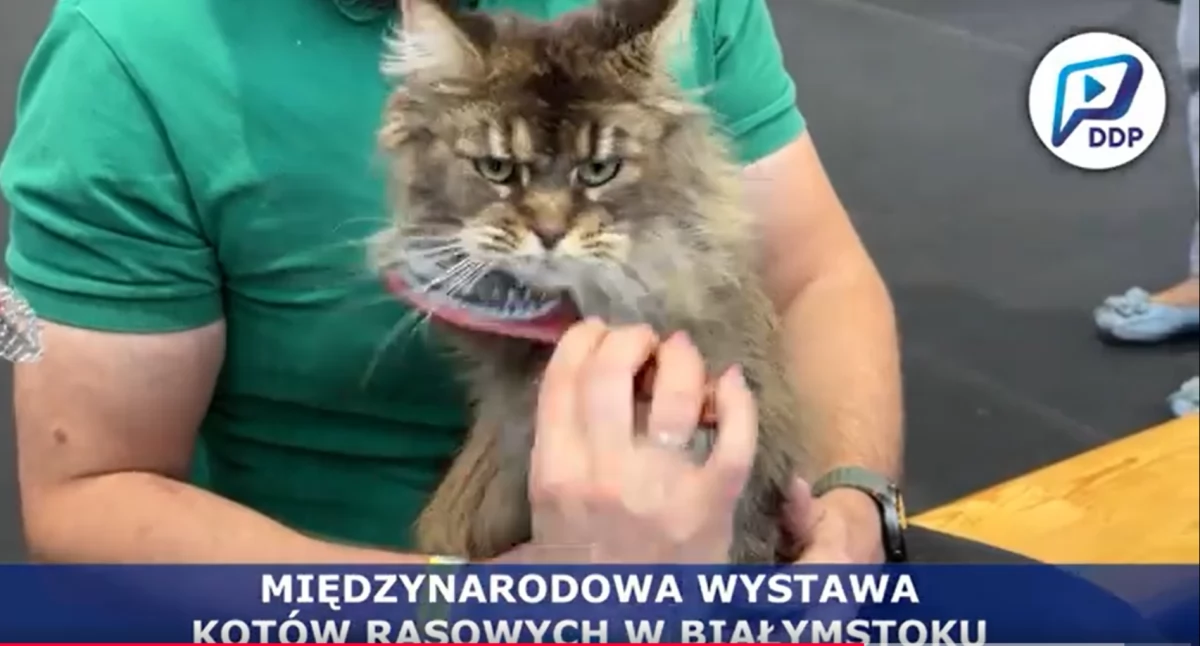 Królestwo kocich piękności gościło w Białymstoku! Wystawa rasowych kotów wspierała bezdomniaki (WIDEO)