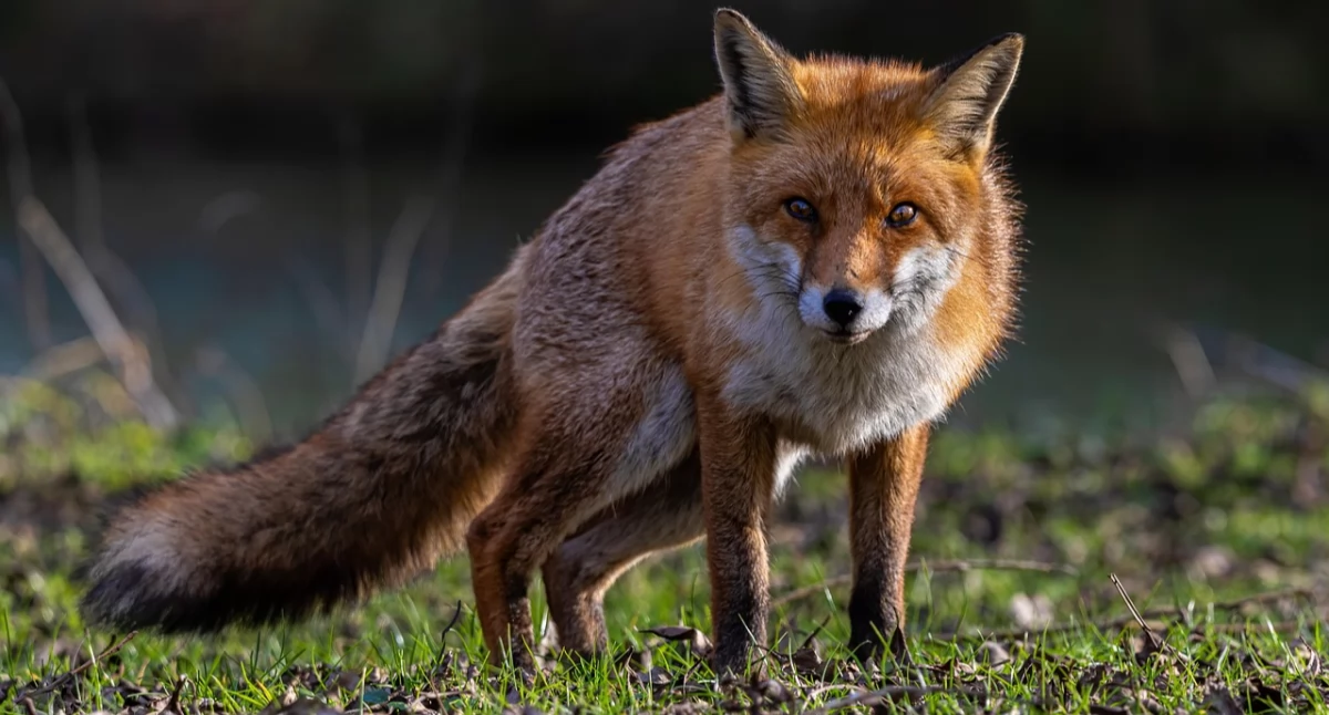 Desant ze szczepionką: podlaskie rusza do walki ze wścieklizną u lisów - istotny apel do mieszkańców