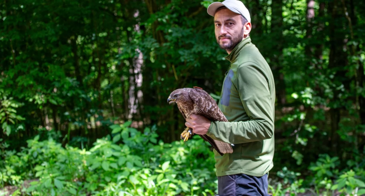 Drapieżniki giną w Puszczy Białowieskiej: ujawniono wpływ człowieka