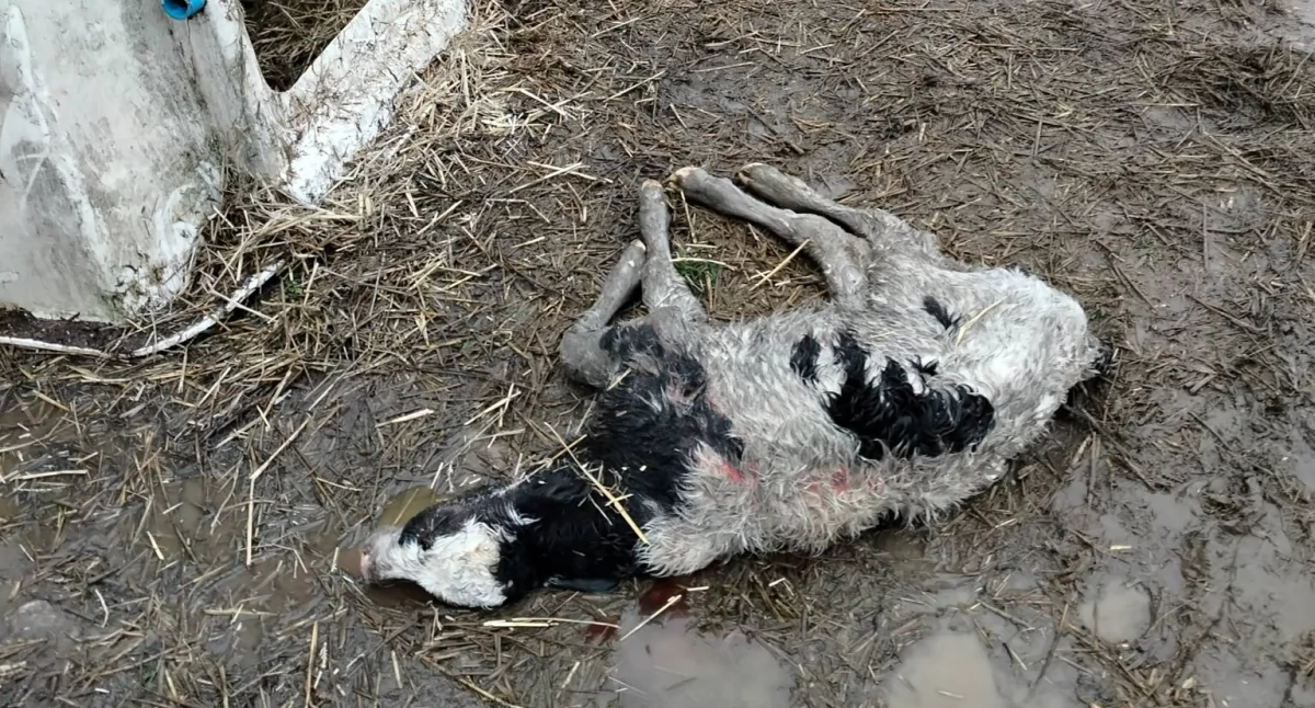 Wilki znowu atakują. Tym razem w gminie Kobylin Borzymy