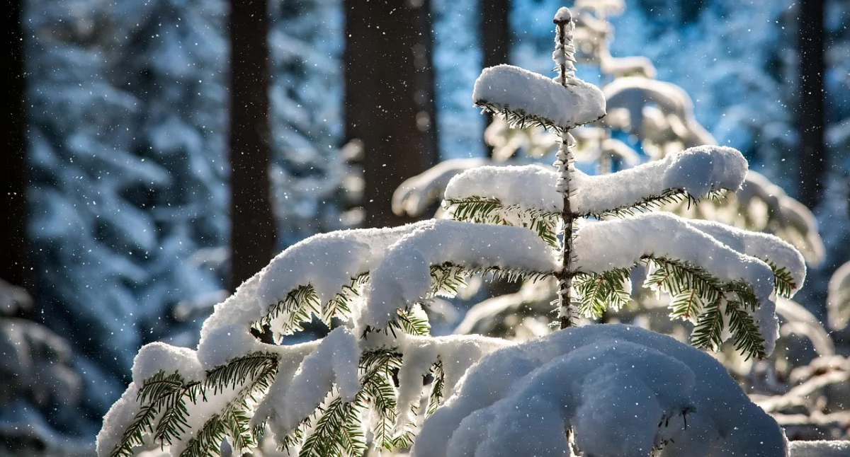 Zdjęcie ilustracyjne / Foto: pixabay.com