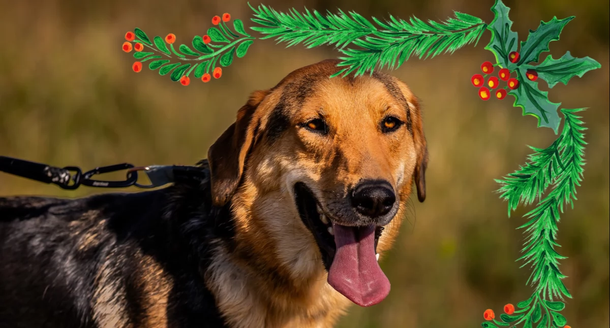 Fot. Fb Wolontariat- Schronisko dla Zwierząt w Białymstoku