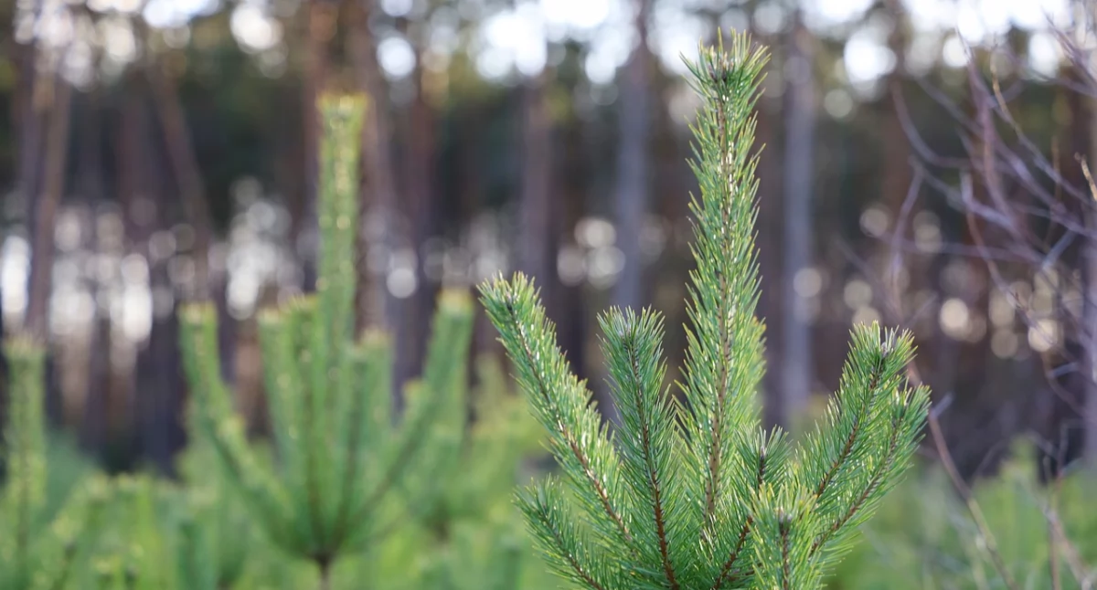 Zdjęcie ilustracyjne / Foto: pixabay.com