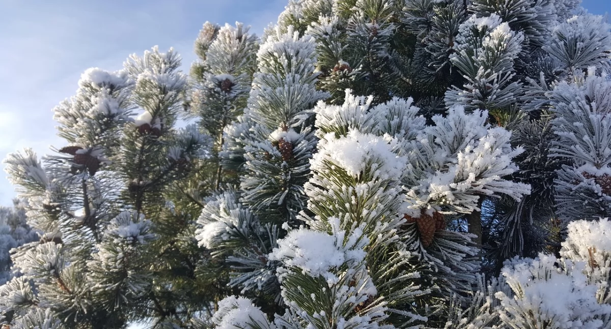 Zdjęcie ilustracyjne / Foto: pixabay.com