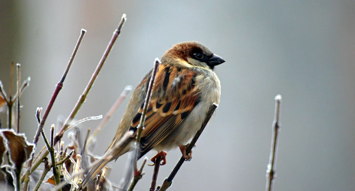 Wróbel / Fot. pexels.com