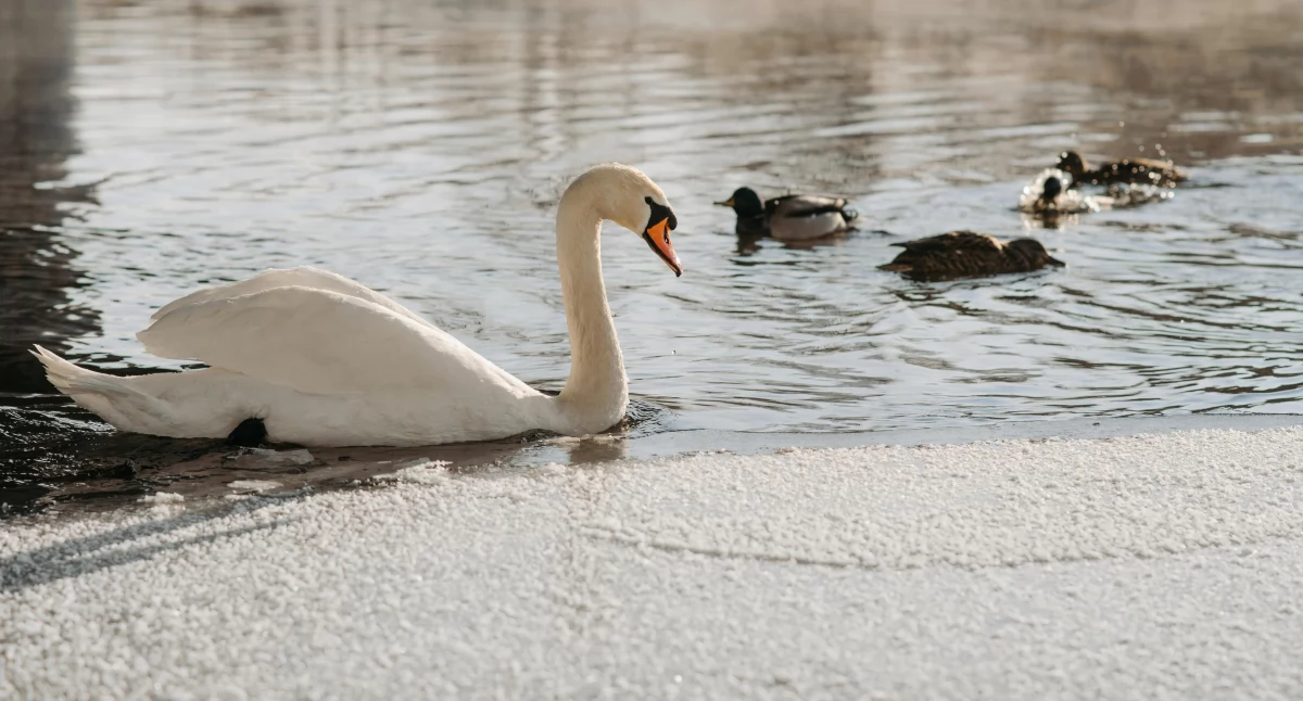 Zdjęcie ilustracyjne / Foto: pexels.com