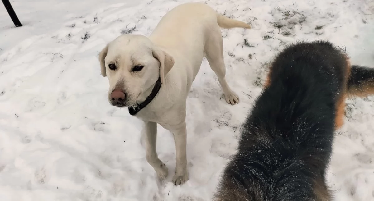 fot. KP Wysokie Mazowieckie 