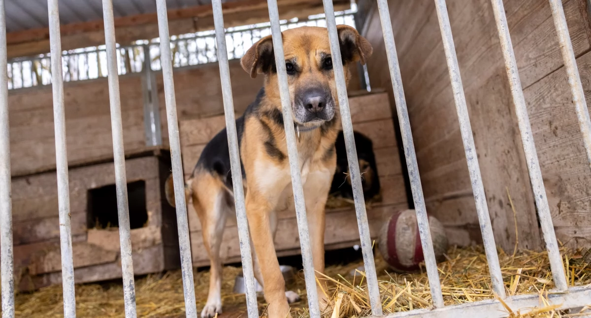 Pies w schronisku w Sokółce / Fot. PUW