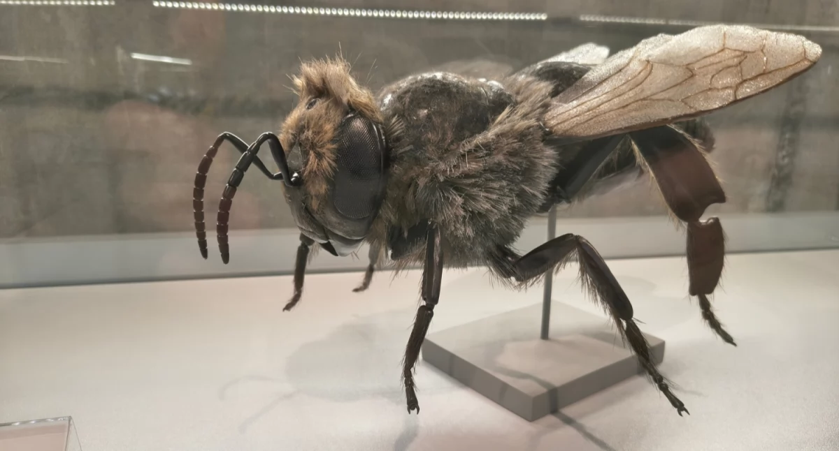 Jeden z eksponatów / Fot. UwB