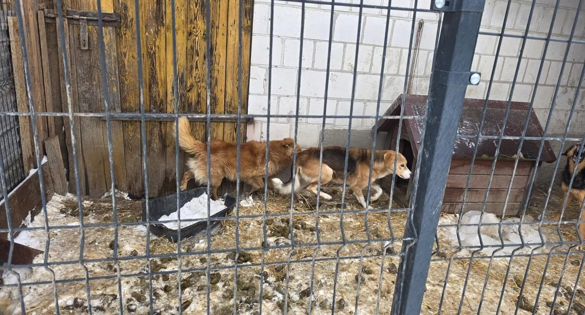 Psy w zewnętrznym kojcu / Fot. KPP w Zambrowie