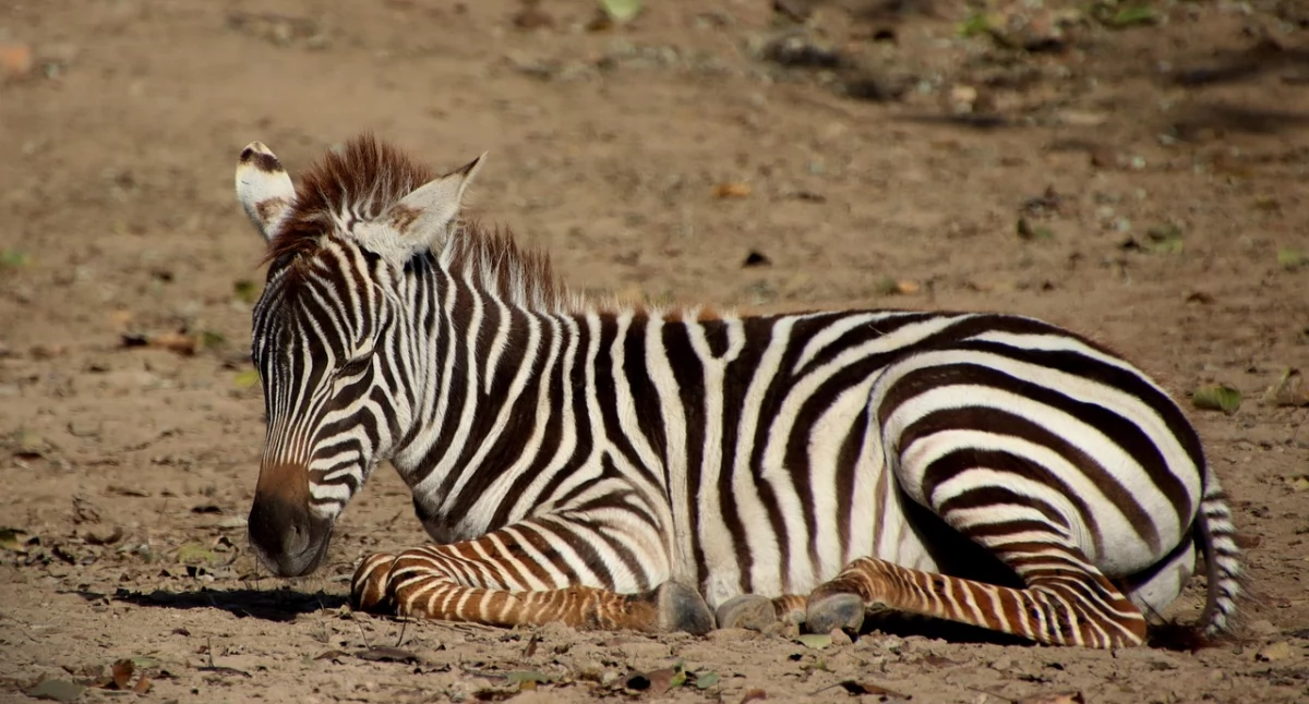 Zdjęcie ilustracyjne / Foto: pixabay.com: Zebra