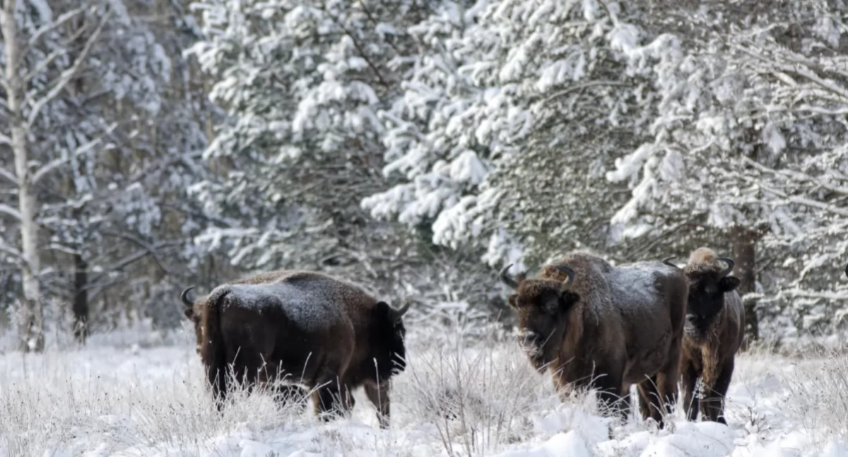 Zdjęcie ilustracyjne / Foto: pixabay.com