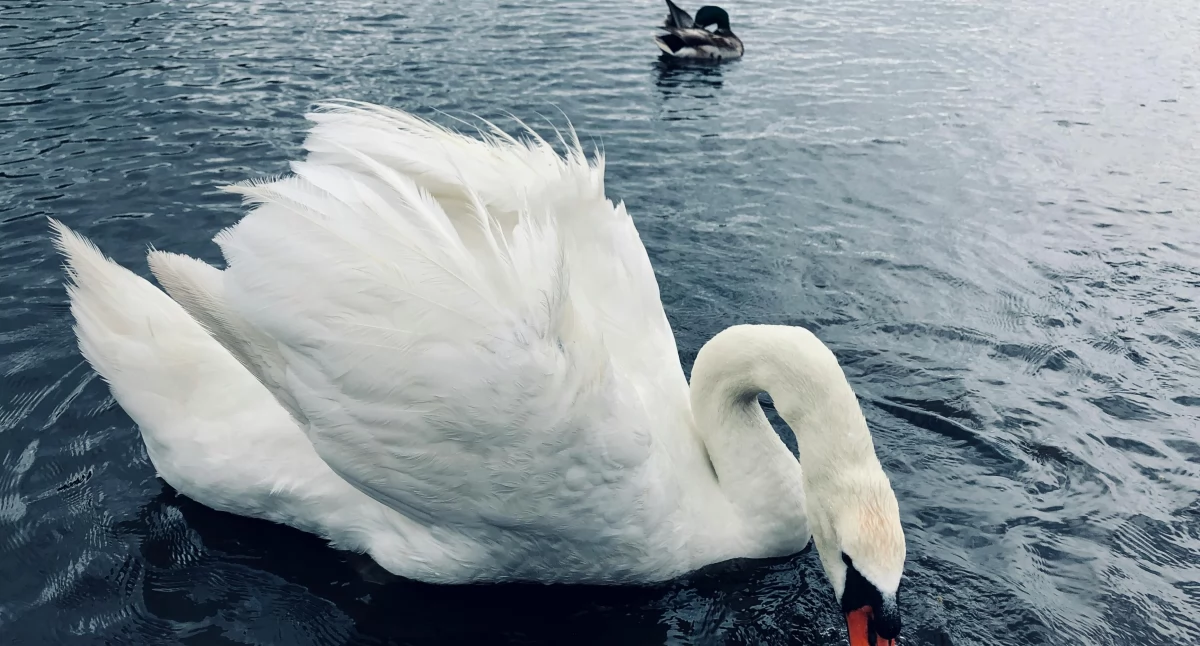 Zdjęcie łabędzia / Fot. pexels.com