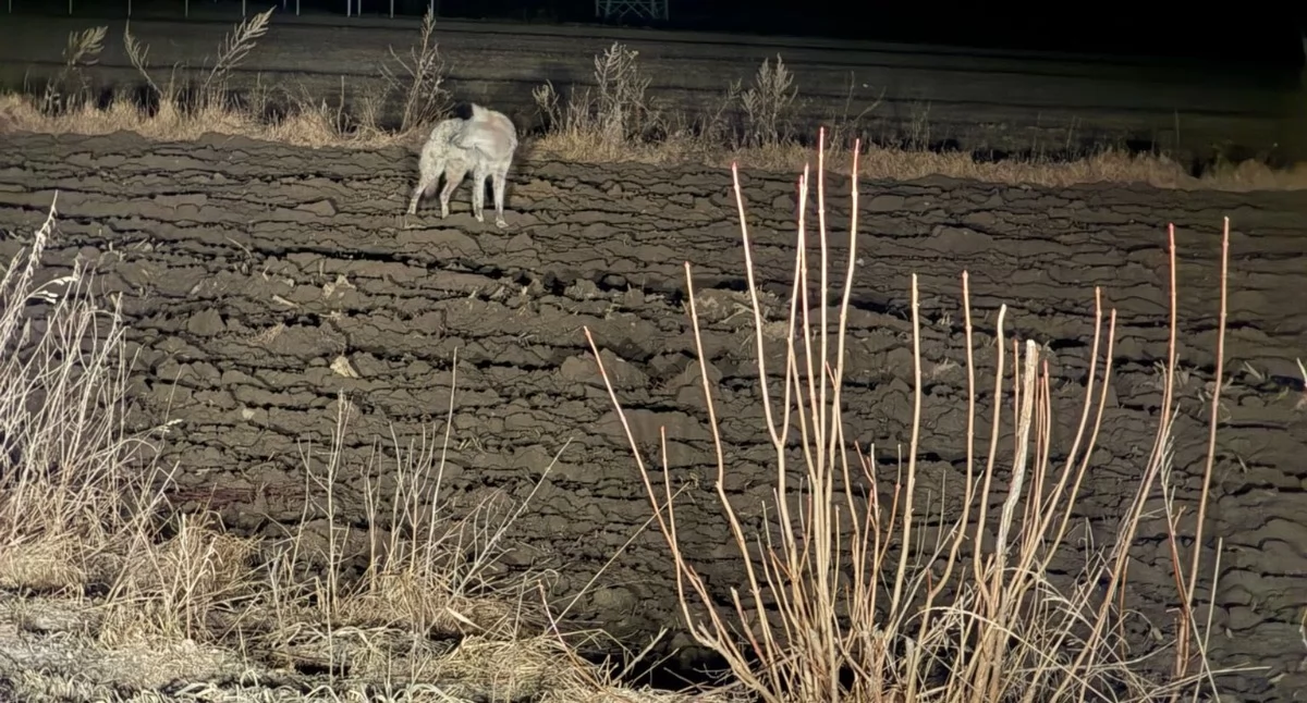 Alert, domem Strach pilne apele podlaskiej gminie - zdjęcie, fotografia