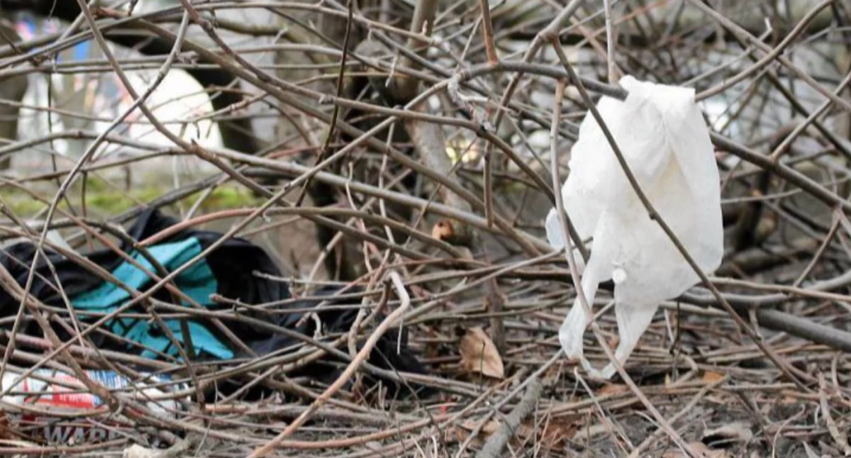 Dom, Wiosenne skarby podlaskich trawnikach Toniemy szkle odchodach! - zdjęcie, fotografia