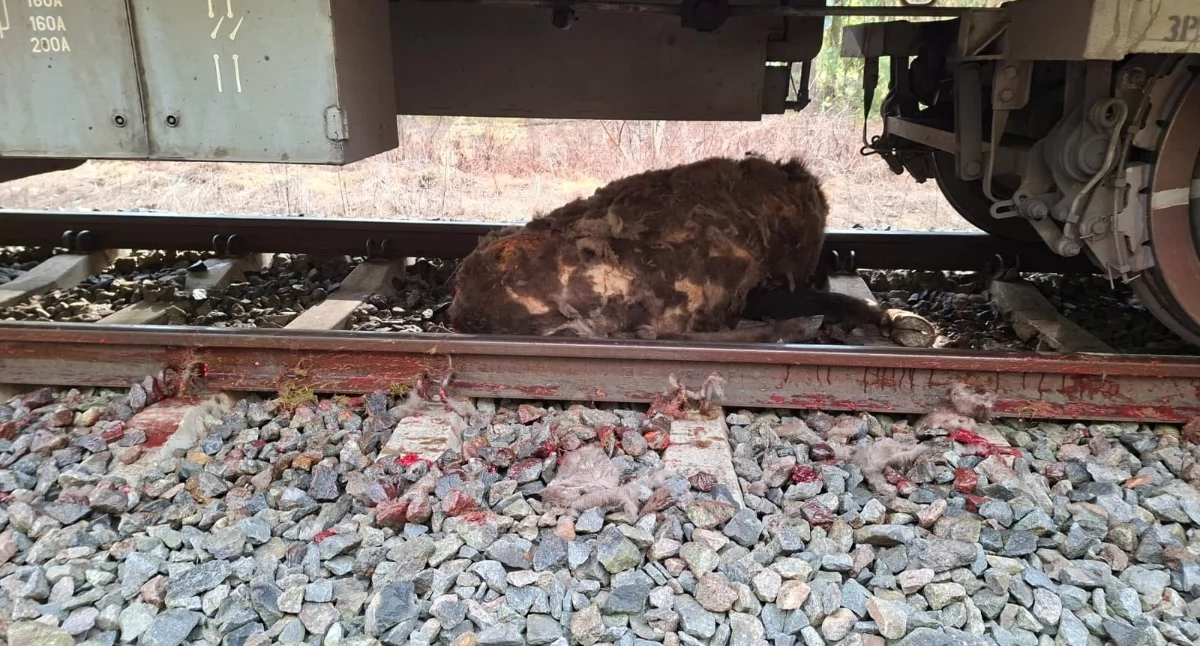 Fot. Regionalna Dyrekcja Lasów Państwowych w Białymstoku