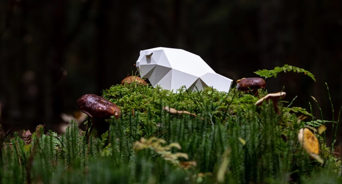 Imprezy kulturalne, Dzikie Żubry czekają! Rusza nabór ŻUBROFFKĘ - zdjęcie, fotografia