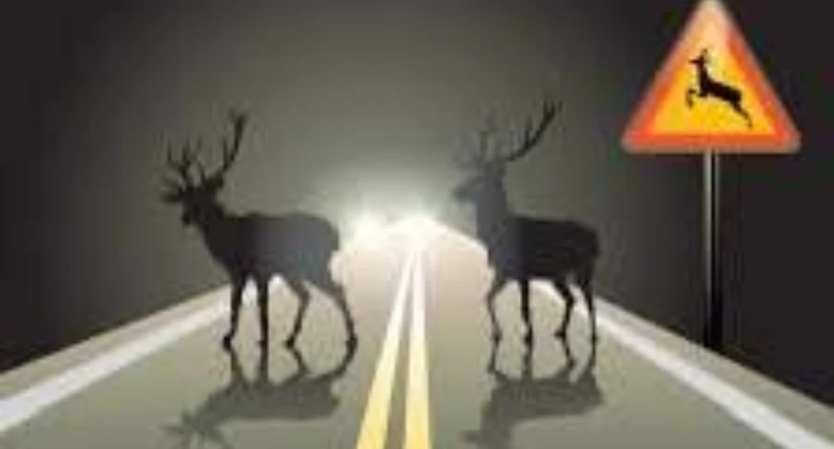 Wypadki, Motocyklista uderzył sarnę Wólką Zamkową Uważajcie zwierzęta drogach! - zdjęcie, fotografia