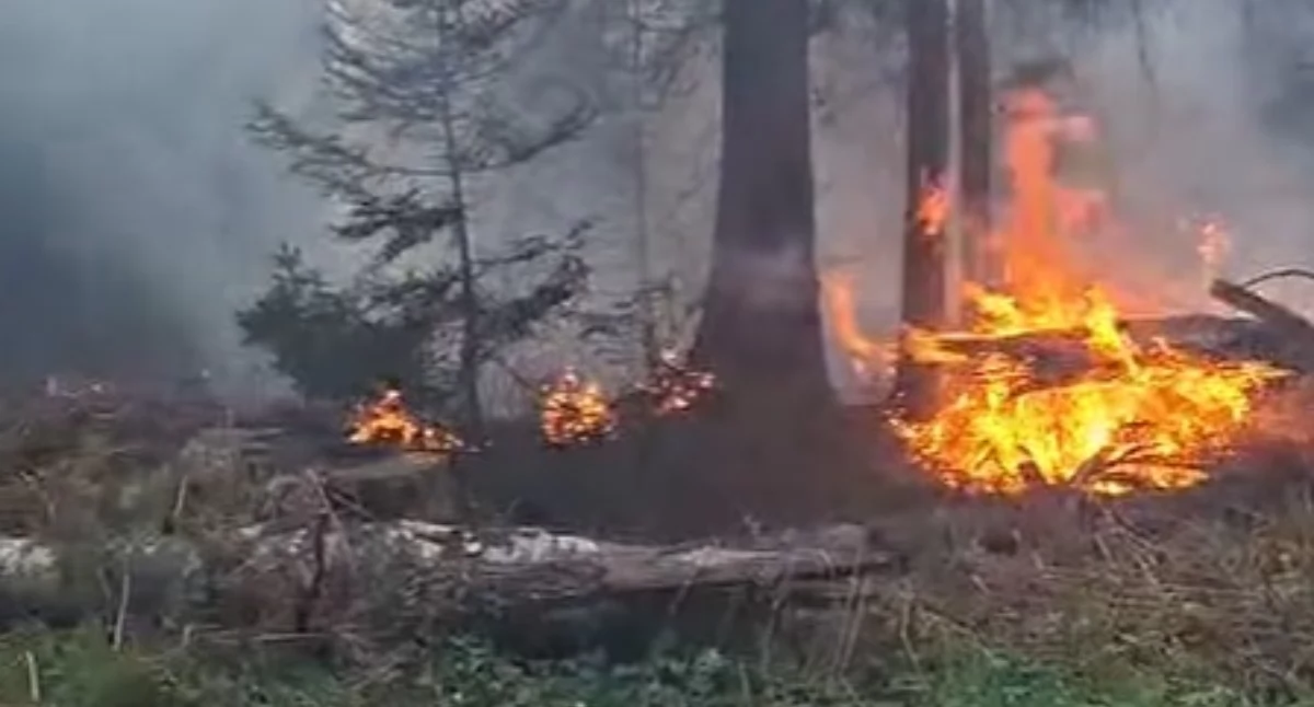 Fot. Nadleśnictwo Białowieża