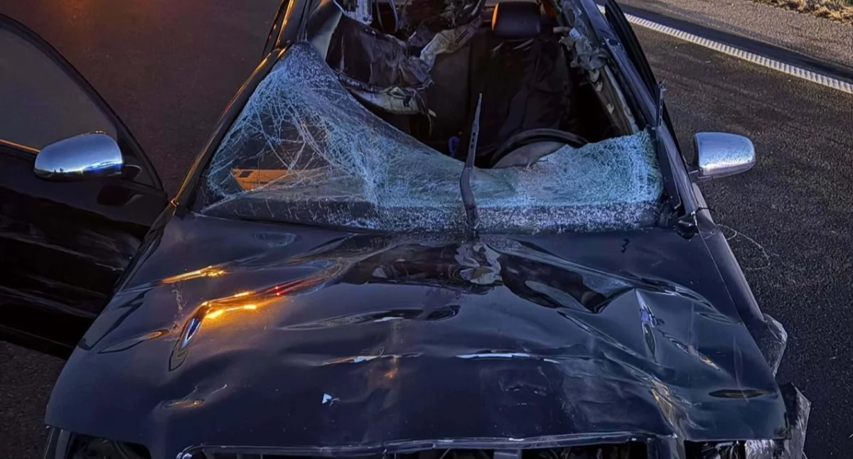 Wypadki, Majówka drogach łoś tragedia Plaga pijanych kierowców - zdjęcie, fotografia