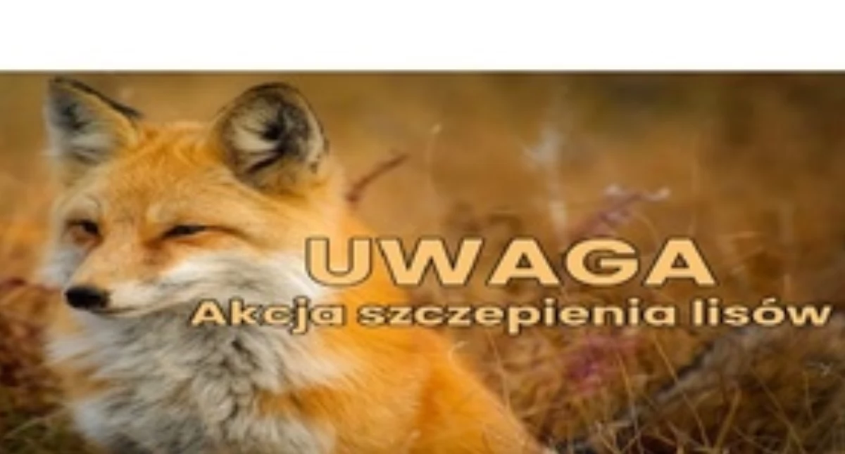 Zdrowie, Akcja szczepienia lisów Białymstoku regionie - zdjęcie, fotografia