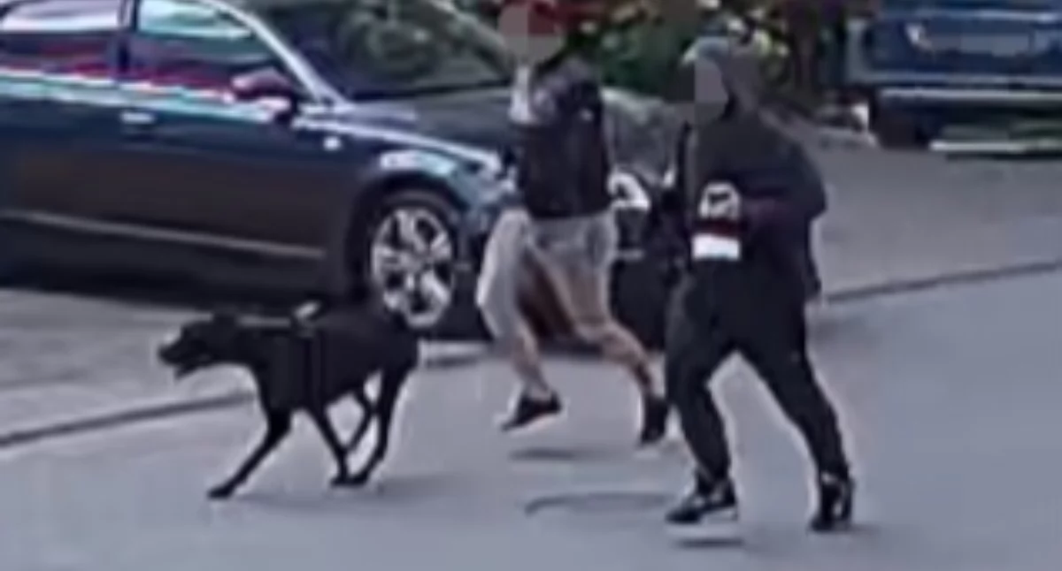 Atak psa na rowerzystkę w centrum. Właściciel trafił za kratki