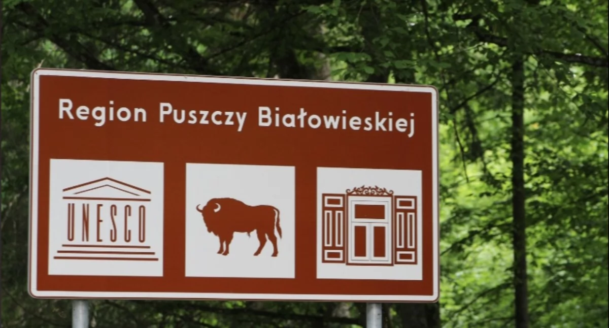 Burza wokół Puszczy Białowieskiej! UNESCO przyjęło plan, ludzie podzieleni