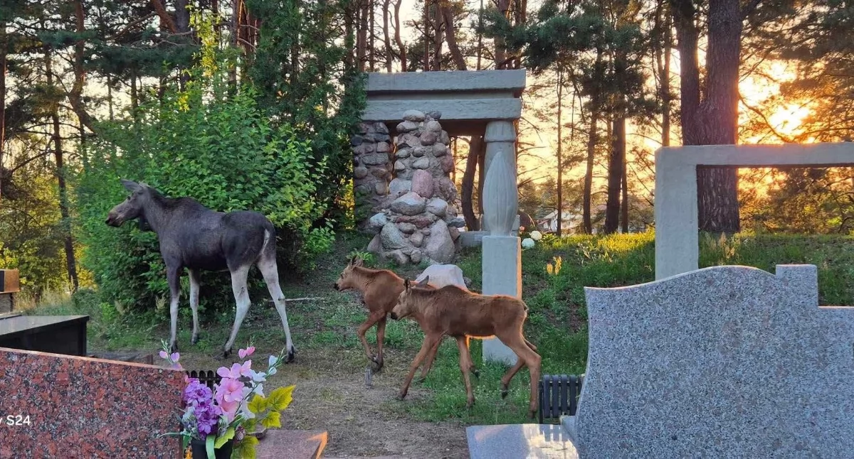 Łosie na cmentarzu w Wasilkowie! Służby ostrzegają mieszkańców