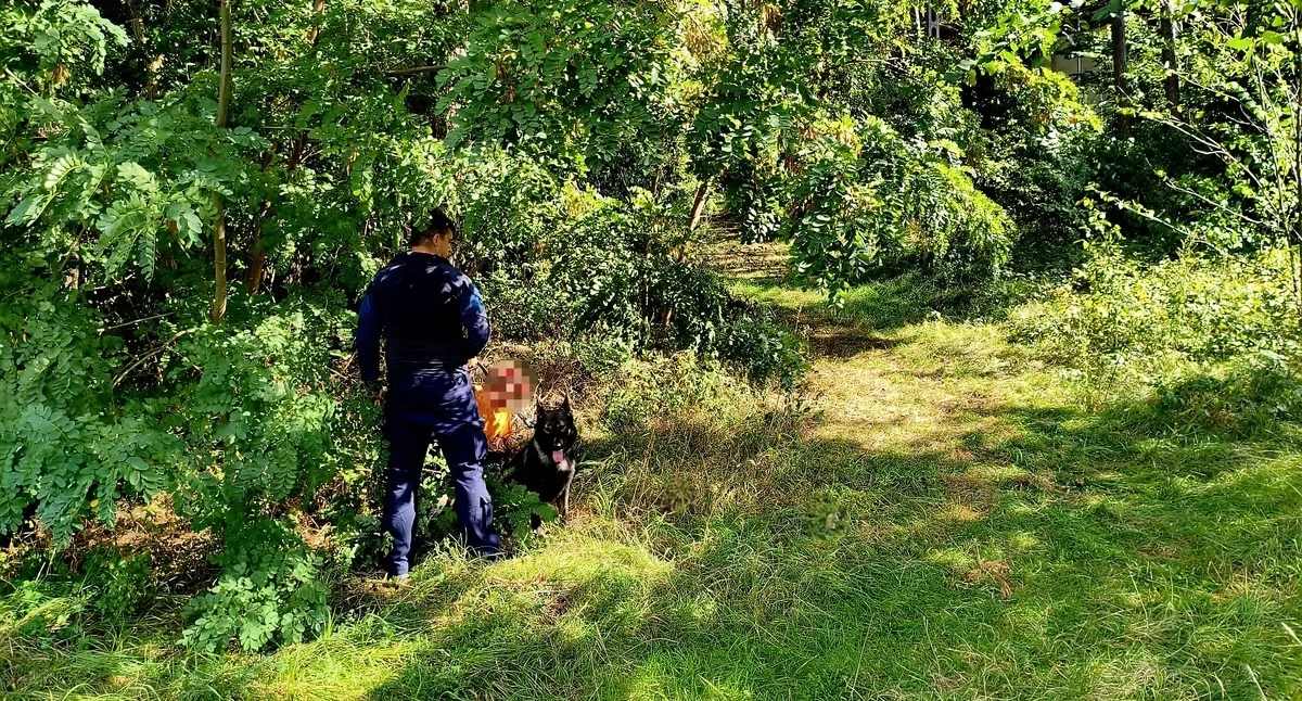 Pies policyjny odnalazł zaginionego w lesie. Szczęśliwy finał pechowego grzybobrania