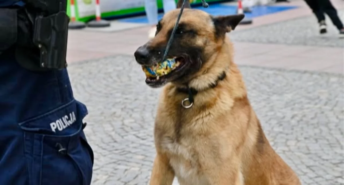 Dźgnął nożem 39-latka i uciekł. Tropem poszedł pies Wermut