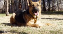 perro-806706-m