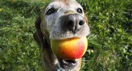 dog1