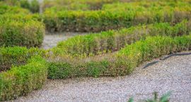bukszpany DSC_6094