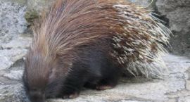 white-tailed-porcupine-865729-m